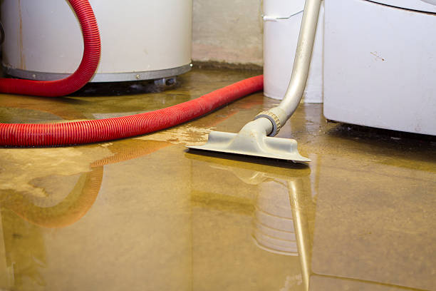 Best Mold removal after water damage  in Williamstown, PA